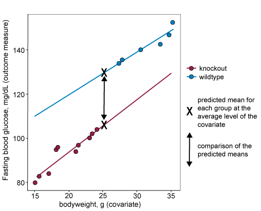 Graph plotting bodyweight along the x axis and blood glucose (outcome measure) along the y axis. Data is from either wildtype or knockout animals. All knockout data points are in the bottom left of the graph, all wildtype data points are in the top right. None of the bodyweights of the wildtype group overlap with the bodyweights of the knockout group. Each set of data points has a regression line with an X halfway along it. The X for the knockout data sits to the right of all data points, the X for the wildtype data sits to the right of all wildtype data points.